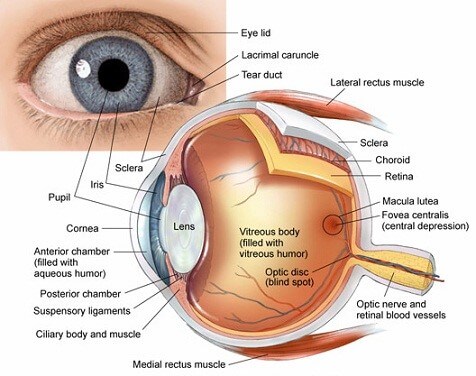 Cornea diagram explain with eye