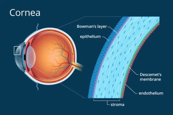 cornea layers described in details